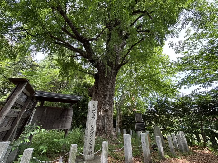 港区　芝東照宮　大公孫樹（家光公御手植天然記念物）