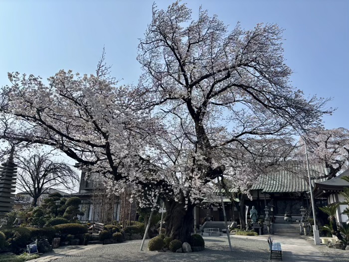 瀬谷　宗川寺　桜