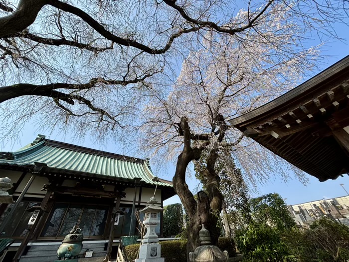 瀬谷　宗川寺　桜
