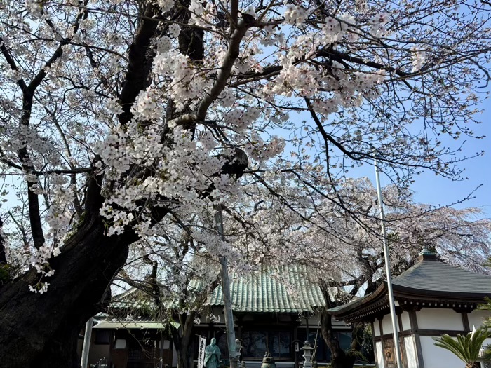 瀬谷　宗川寺　桜