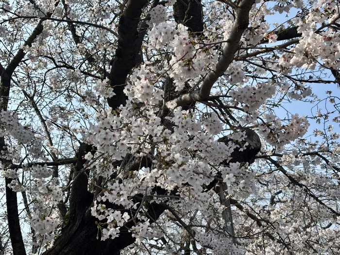 瀬谷　宗川寺　桜