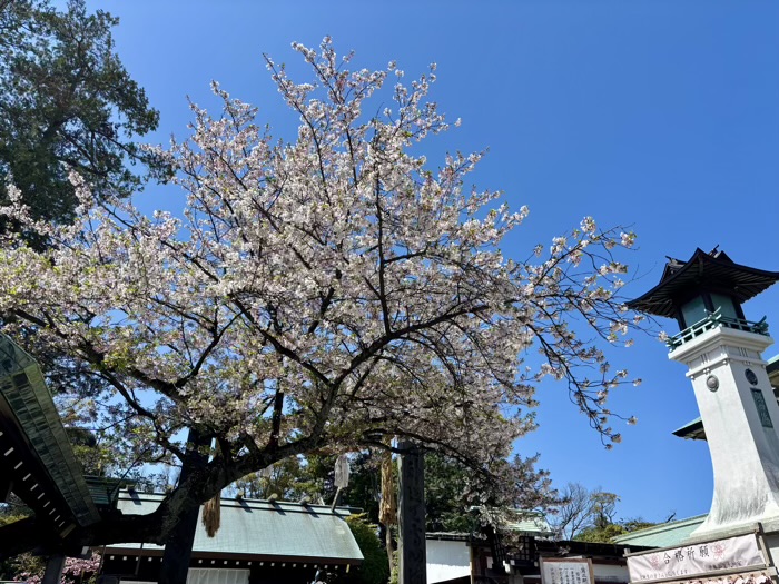 桜木町 伊勢山皇大神宮 桜
