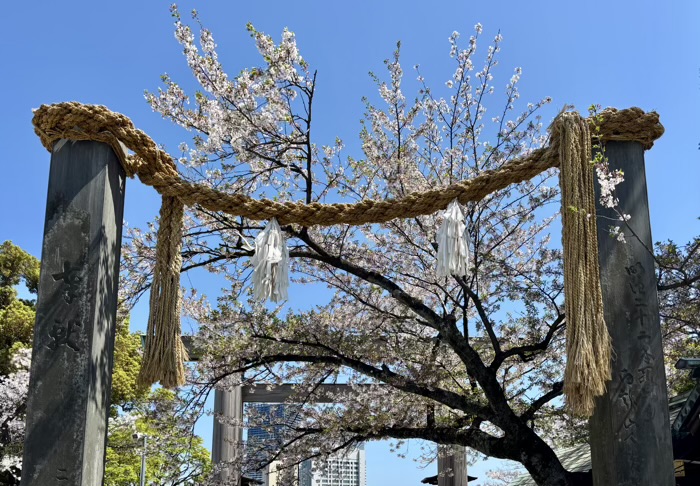 桜木町 伊勢山皇大神宮 桜