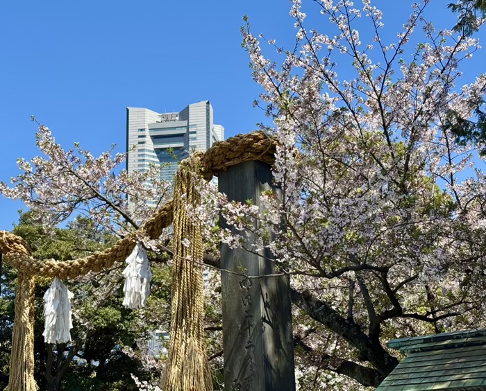 桜木町 伊勢山皇大神宮 桜