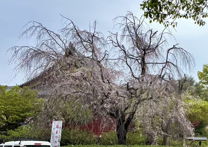 上野　清水観音堂　桜