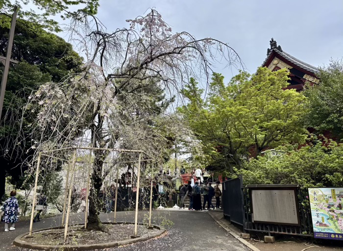 上野　清水観音堂　桜