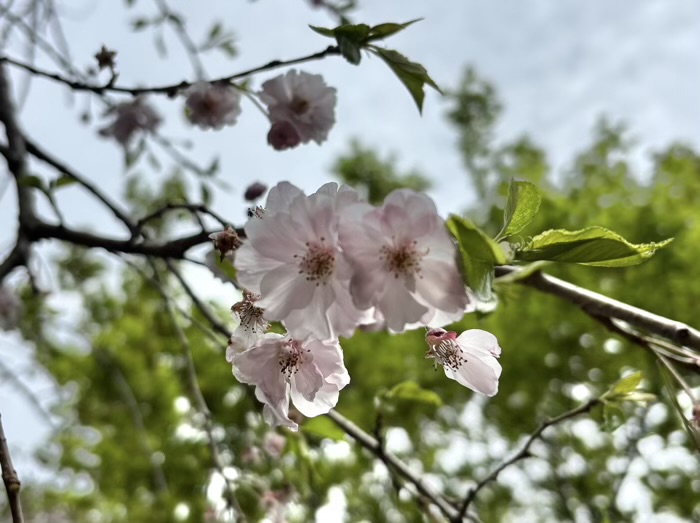 上野　清水観音堂　桜