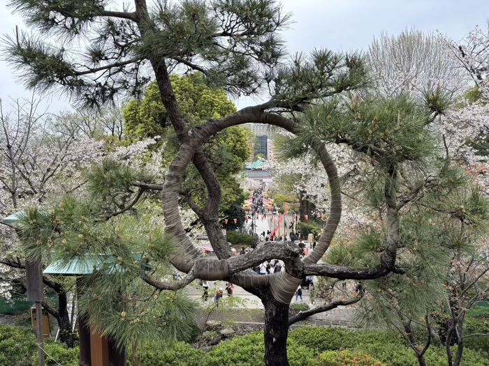上野　清水観音堂　花まつり