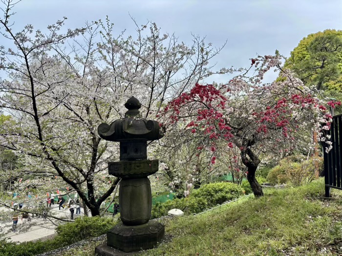 上野　清水観音堂　桜