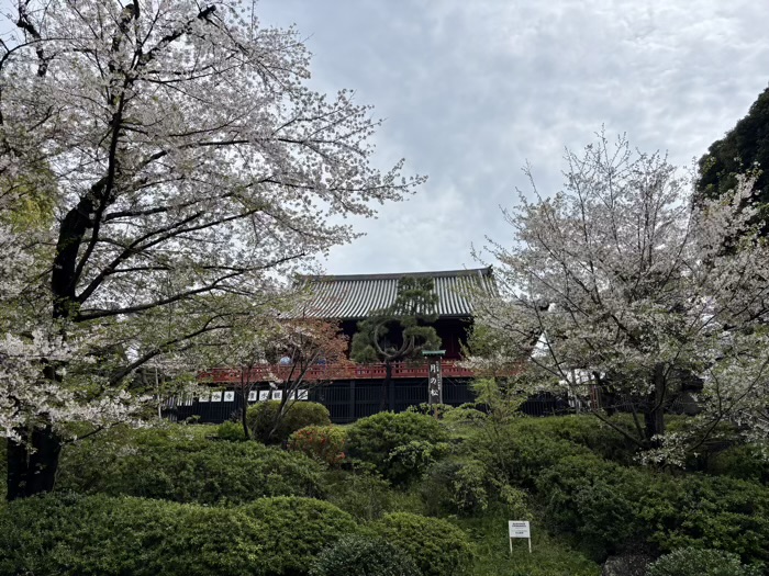 上野　清水観音堂　花まつり