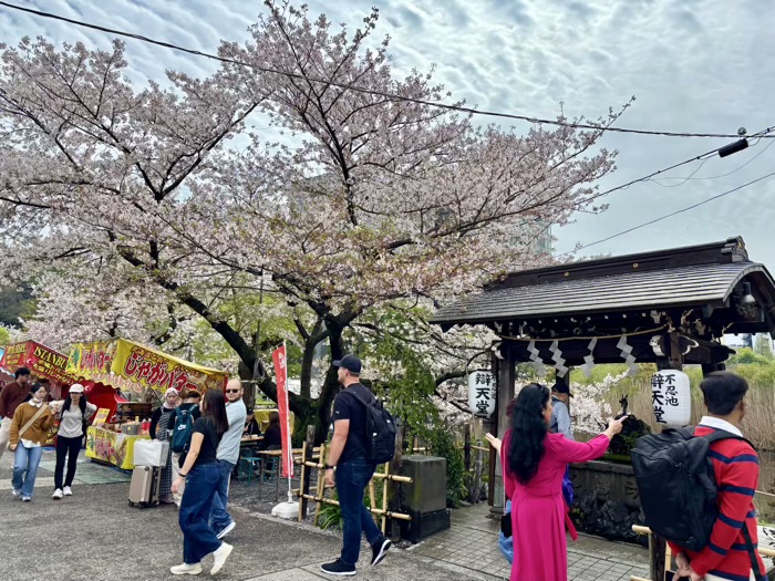 上野　不忍池辯天堂　花まつり
