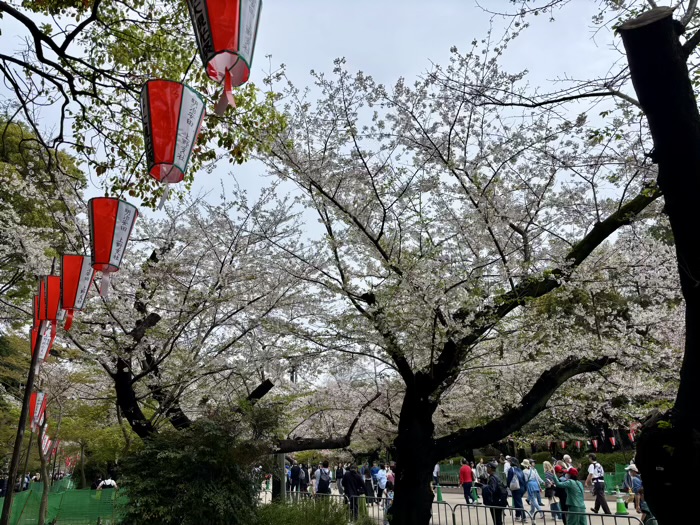 上野公園　桜まつり