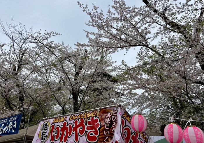 上野東照宮 桜