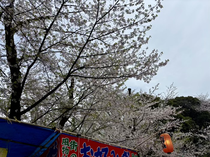 上野東照宮 桜