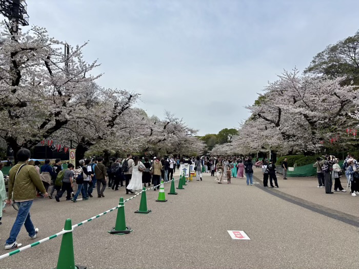 上野公園　桜まつり