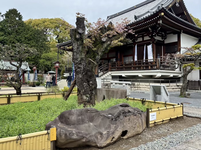上野　東叡山寛永寺開山堂（両大師）　寝釈迦石と御車返しの桜