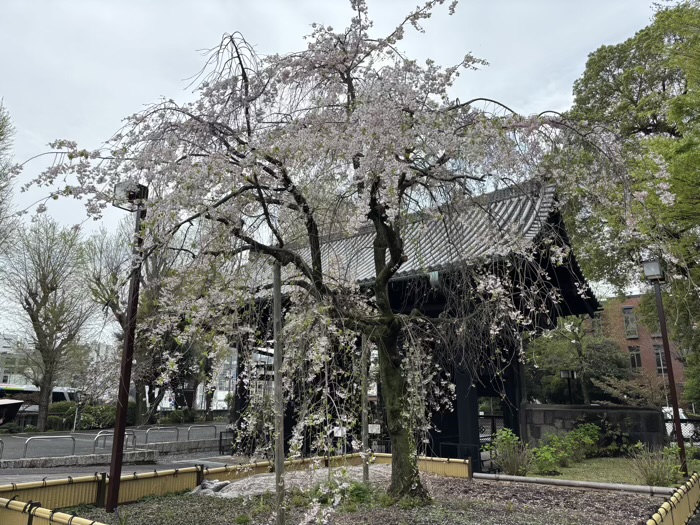 上野　東叡山寛永寺開山堂（両大師）　寛永寺本坊の表門（黒門）
