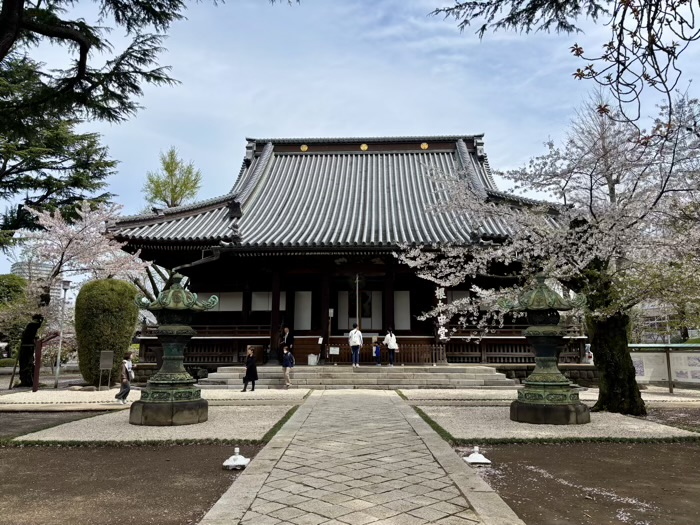 上野 東叡山 寛永寺 根本中堂 桜