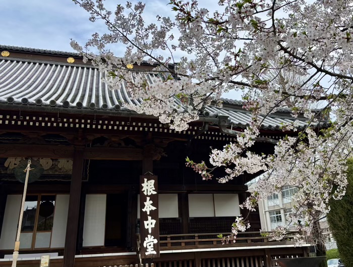 上野 東叡山 寛永寺 根本中堂 桜