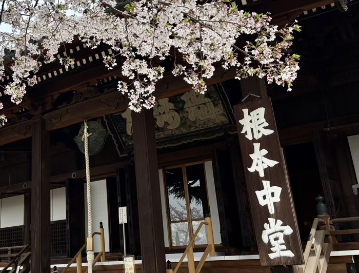 上野　東叡山 寛永寺 根本中堂　桜