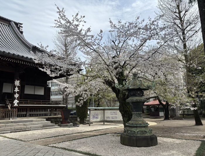 上野 東叡山 寛永寺 根本中堂 桜