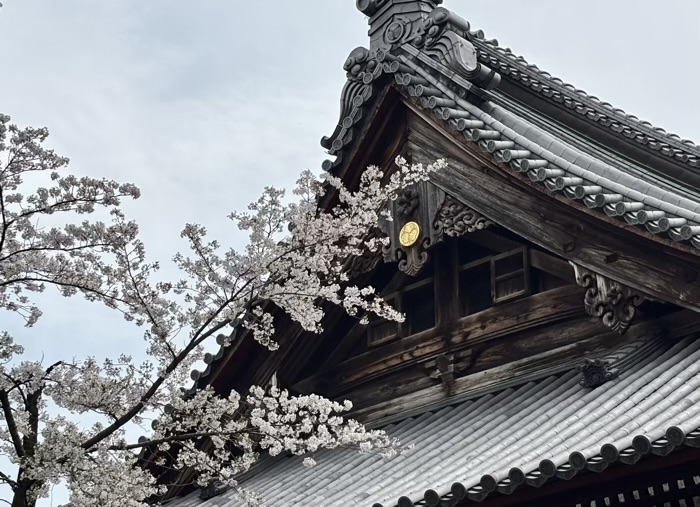 上野 東叡山 寛永寺 根本中堂 桜