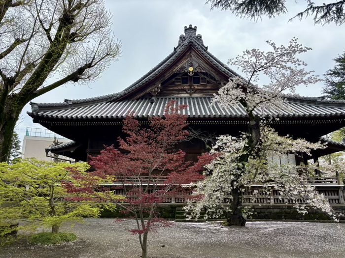 上野 東叡山 寛永寺 根本中堂 桜
