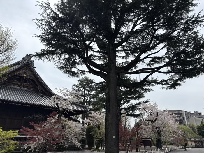 上野 東叡山 寛永寺 根本中堂 桜