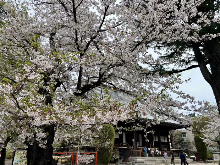 上野 東叡山 寛永寺 根本中堂 桜