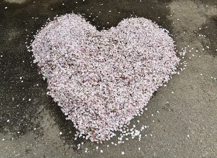 上野 東叡山 寛永寺 根本中堂 桜