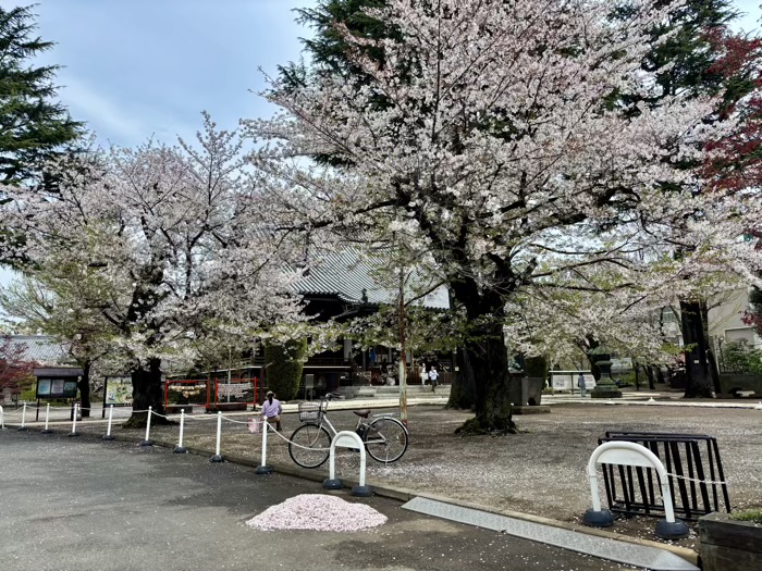 上野 東叡山 寛永寺 根本中堂 桜