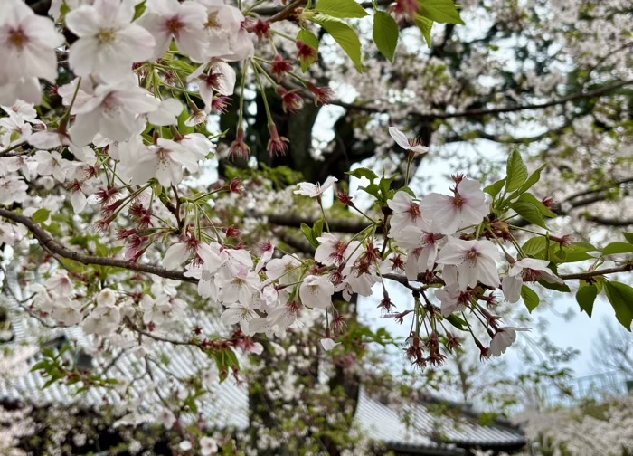 上野 東叡山 寛永寺 根本中堂 桜