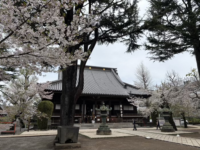 上野 東叡山 寛永寺 根本中堂 桜