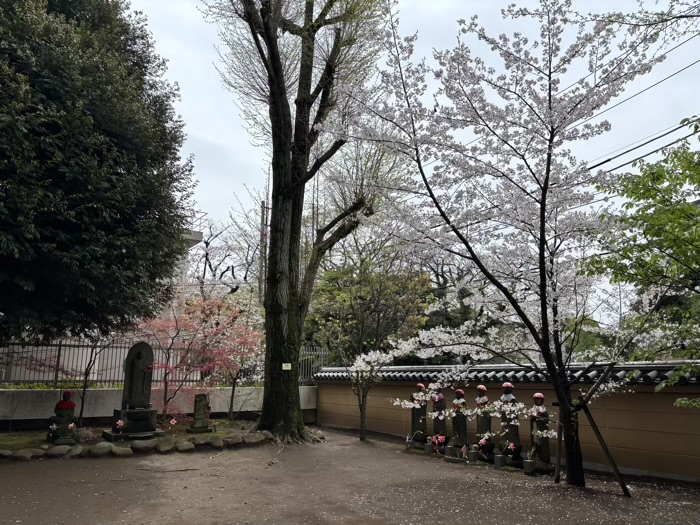 上野 東叡山 寛永寺 根本中堂 桜
