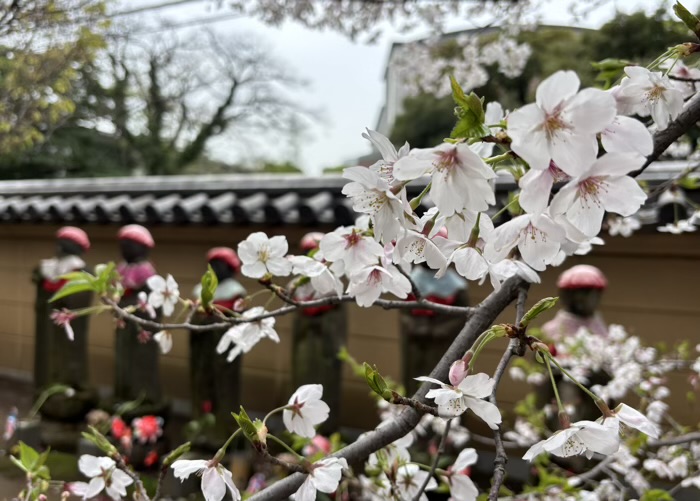 上野 東叡山 寛永寺 根本中堂 桜