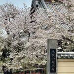 上野　東叡山 寛永寺 根本中堂　桜