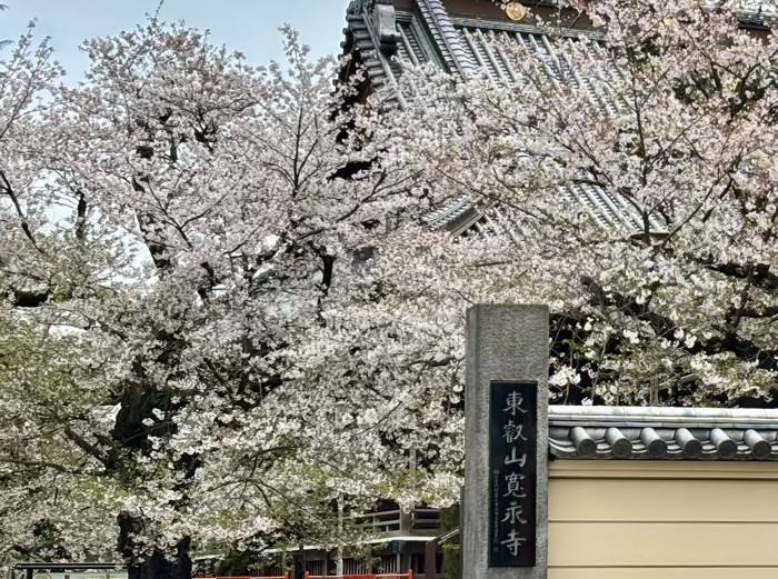 上野 東叡山 寛永寺 根本中堂 桜