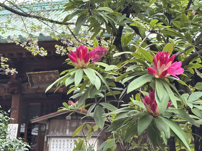 上野　東叡山寛永寺 護國院