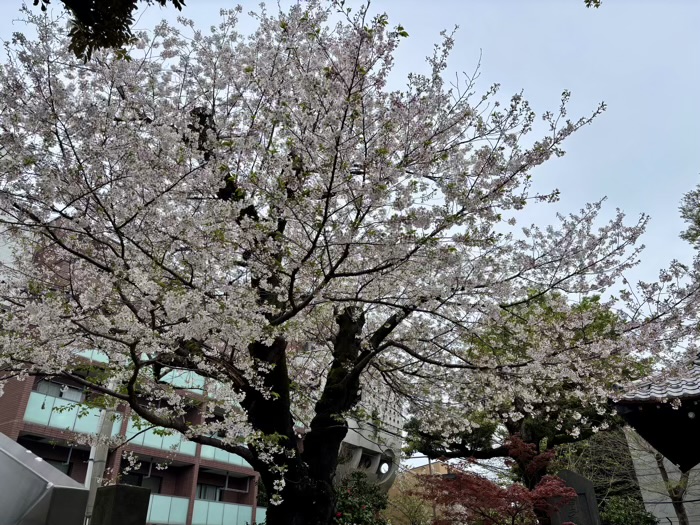 上野　東叡山寛永寺 護國院　桜
