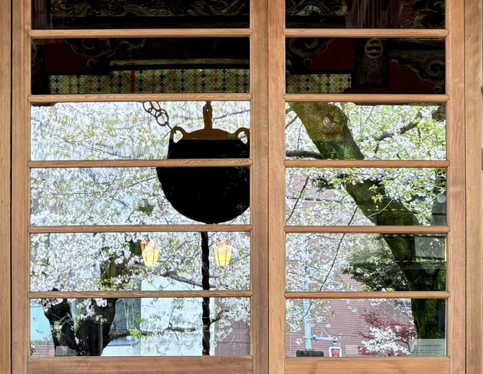上野　東叡山寛永寺 護國院　桜