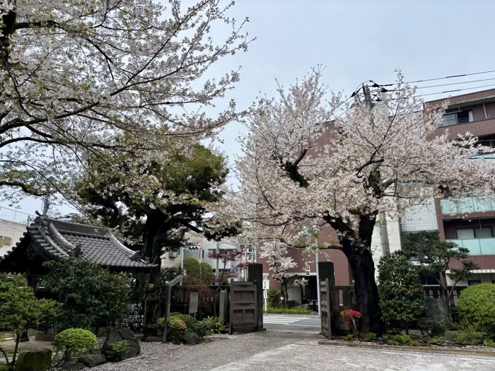 上野　東叡山寛永寺 護國院　桜
