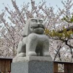 新宿神楽坂　赤城神社　桜