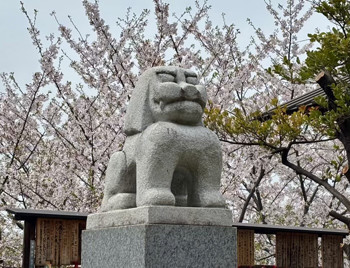 新宿神楽坂　赤城神社　桜
