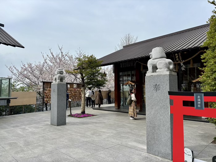 新宿神楽坂　赤城神社　桜