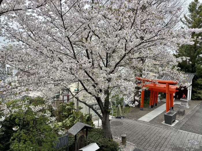 新宿神楽坂　赤城神社　桜