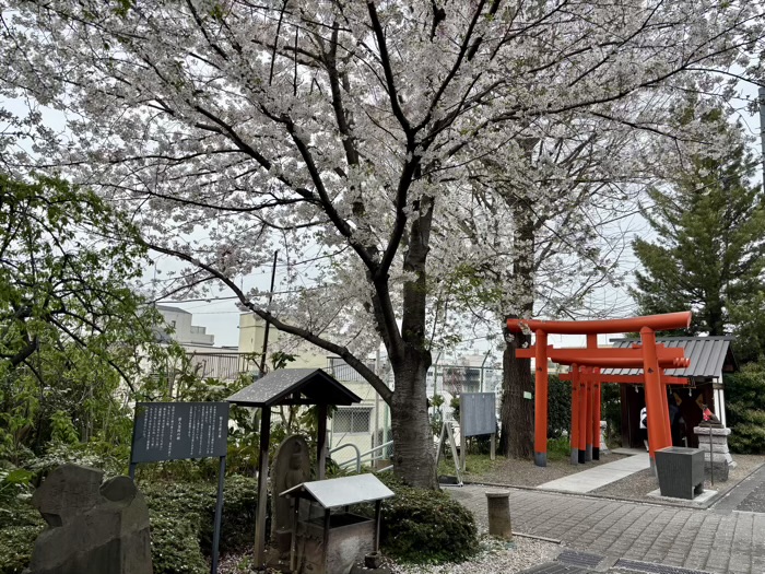 新宿神楽坂　赤城神社　桜