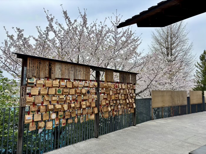 新宿神楽坂　赤城神社　桜