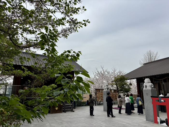 新宿神楽坂　赤城神社　桜