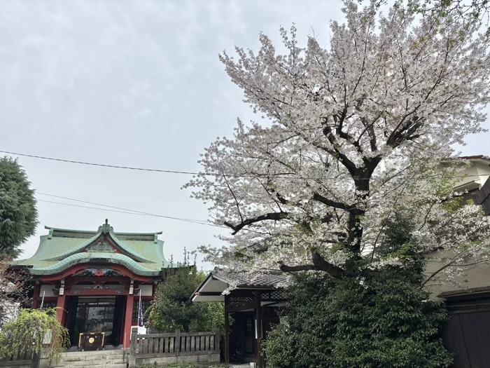 神楽坂　筑土八幡神社　桜