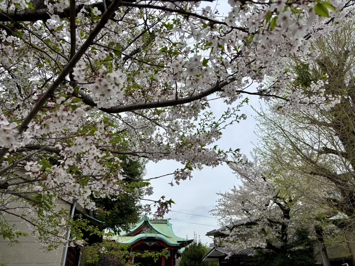 神楽坂　筑土八幡神社　桜
